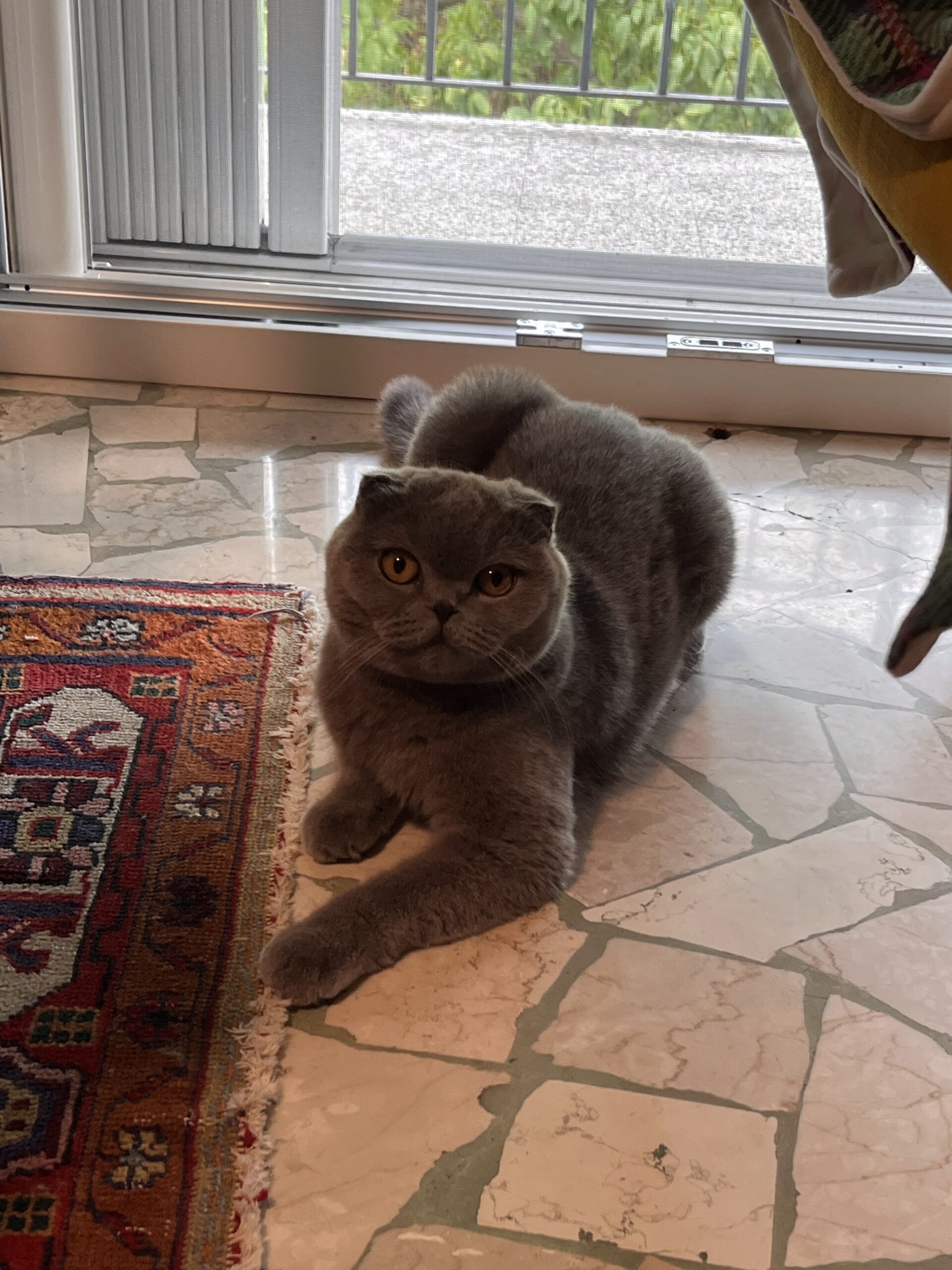 Celebriamo la Giornata Internazionale del gatto